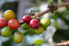 Chlorogenic Acid in Coffee Beans
