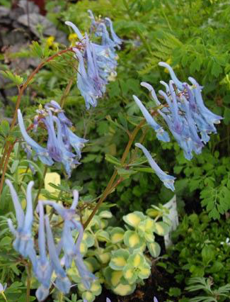 Corydalis Plant for natural pain relief