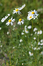 Herb Chamomile - natural pain reliever