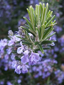 Herb Rosemary - natural pain reliever