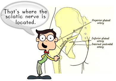Sciatic Nerve, lower back pain and leg pain