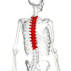 Thoracic Spine and middle back pain