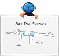 bird-dog-exercise for back pain